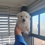 Antialerjik Tuylere Sahip Minyatur Maltese Terrier