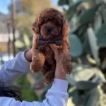 Kıvırcık Kızıl Poodle Toy Yavru Akıllı Ve Tuy Dokmez