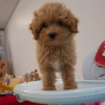 Oyuncu Maltipoo Bebek yüzlü Karakterli Arkadas