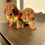 Ortamın Yıldızı Kızıl Kore Toy Poodle Yavruları