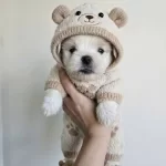 tüy Dokmeyen Hipoalerjenik Maltese Terrier Yavruları