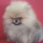 Pelus Suratlı Pomeranian Boo Safkan Guzellik