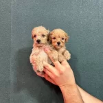 Avuc Icine Sıgan Safkan Teacup Maltipoo Yavruları