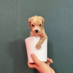 Avucunuza Sıgan Pelus Mucize Safkan Mikro Maltipoo Bebekler