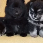 Komur Karası Ve Gumus Golgeli Pomeranian Boo Yavruları