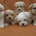 Sıfır Numara Maltipoo Bebekler