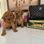 Ev Ortamına Tam Uyumlu Kore Maltipo Yavruları