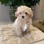 Maltipoo Cinsi Yavrular Ev Uretimi