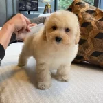 Zeki Ve Tuy Dokmeyen En Guzel Maltipoo Bebekleri