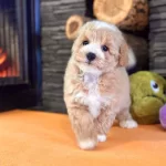Zeki Ve Tuy Dokmeyen Yapısıyla Maltipoo Yavruları