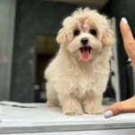 Egitimli Maltipoo Yavruları Istanbul Cekmekoy