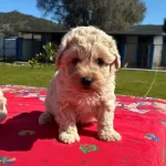 Mini Maltipoo Yavrumuz