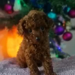 Orjinal Toy Poodle Yavrularımız