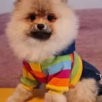 Secereli Tedybear Pomeranian