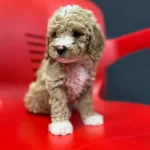 Poddle Kalitesinde Gercek Maltipoo