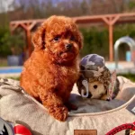 Efsane Poodle Yavruları Istanbul