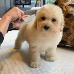 Ruhsatlı Ciflikten Maltipoo Yavruları