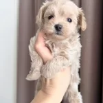 Pamuk Gibi Maltipoo Yavrularım