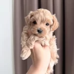 Yumos Yumos Maltipoo Yavruları