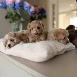 Teacup Safkan Maltipoo Yavrularımız