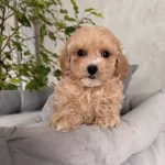 Ipeksi Tuy Yapili Maltipoo Yavrular