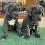 A Kalite Erkek Cane Corso