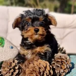Oyuncu Yorkipoo Yavruları