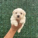 Avuc Ici Kadar Ipeksi Maltipoo Yavruları