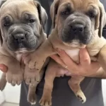 Maskeli Blue Fawn Cane Corso Yavruları Bursa Osmangazi