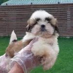 Akıllı Ve Hipoalerjenik Shih Tzu Yavruları