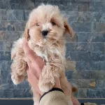 Tuy Dokmeyen Antialerjik Egitimi Kolay Maltipoo Yavruları