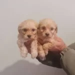 Avuc Icine Sıgan Oyuncak Gorunumlu Maltipoo Yavruları