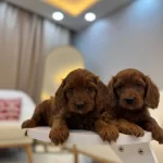 Kızıl Kahve Maltipoo Yavruları Ev Ortamında Sosyallesmis