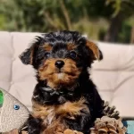 Turkiye De Tek Emsalsiz Teacup Yorkipoo