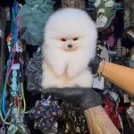 Ayı Surat Pomeranian Boo Pasaportlu Ve Irk Garantili Yavru