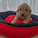 Ev Ortamında Buyumus Safkan Maltipoo Bebekler