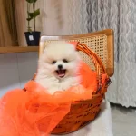 Teddy Boo Ayı Suratlı