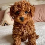 Oyuncak Suratlı Toy Poodle Yavru