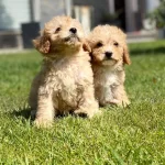 Zeki Ve Tuy Dokmeyen Maltipoo Yavruları