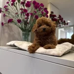 Kızıl Tonlarda Red Toy Poodle Sevimli Yavrular
