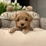 Kahve Tonlu Akıllı Maltipoo Yavruları