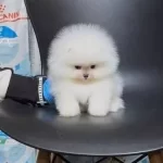 Egitimli Pomeranian Boo Yavruları