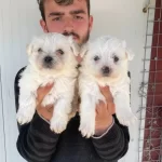 Beyaz Maltese Terrier Yavrular