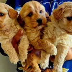 Ankara Cankayada Tuvalet Egitimli Oyuncak Maltipoo Yavruları