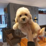 Zeki Ve Tuy Dokmeyen Karakteriyle Maltipoo Yavruları