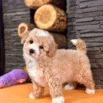 Maltipoo Yavruları Ile Hayatınıza Nsse Katın