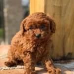 Kızıl Bukleli Maskot Evin Yeni Nesesi Maltipoo Yavrusu