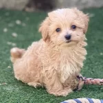 Ipeksi Apricot Maltipoo Sosyal Ortamların Yeni Yıldızı