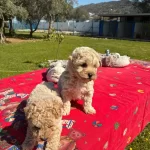 Ipeksi Tuylu Neşe Kupu Maltipoo Yavruları