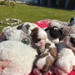 Maskeli Shih Tzu Yavruları Evin Yeni Nesesi